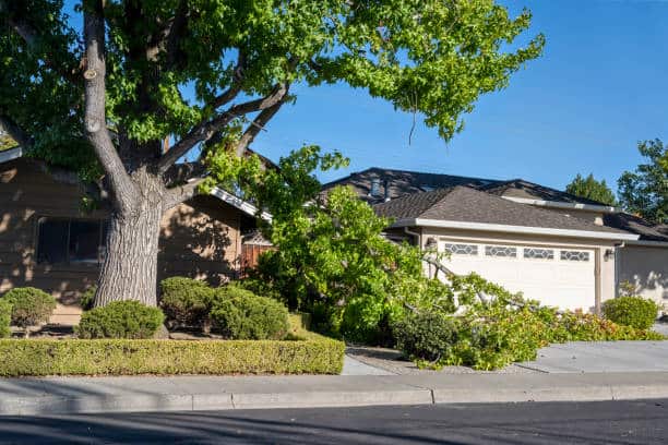 24/7 emergency tree removal