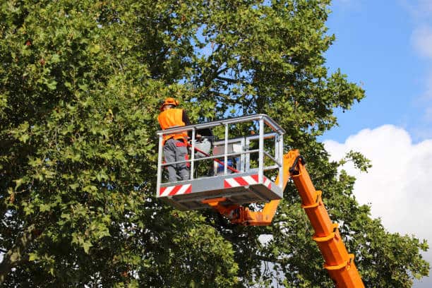 Land clearing services Maryland