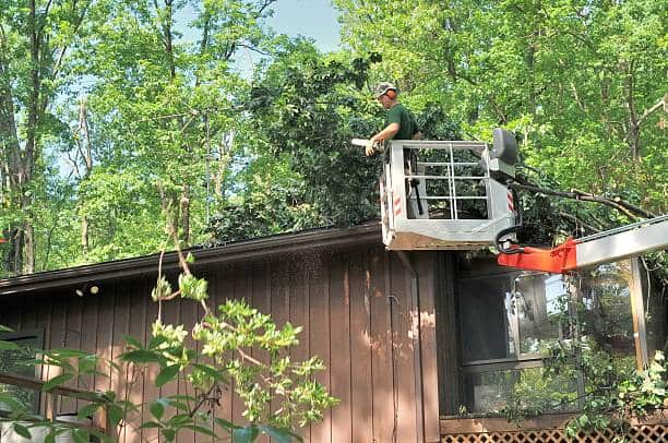 Stump grinding and removal