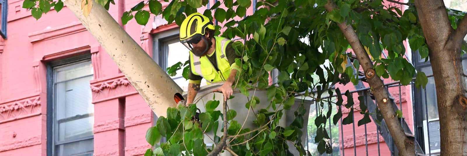 Expert tree health analysis and consultation