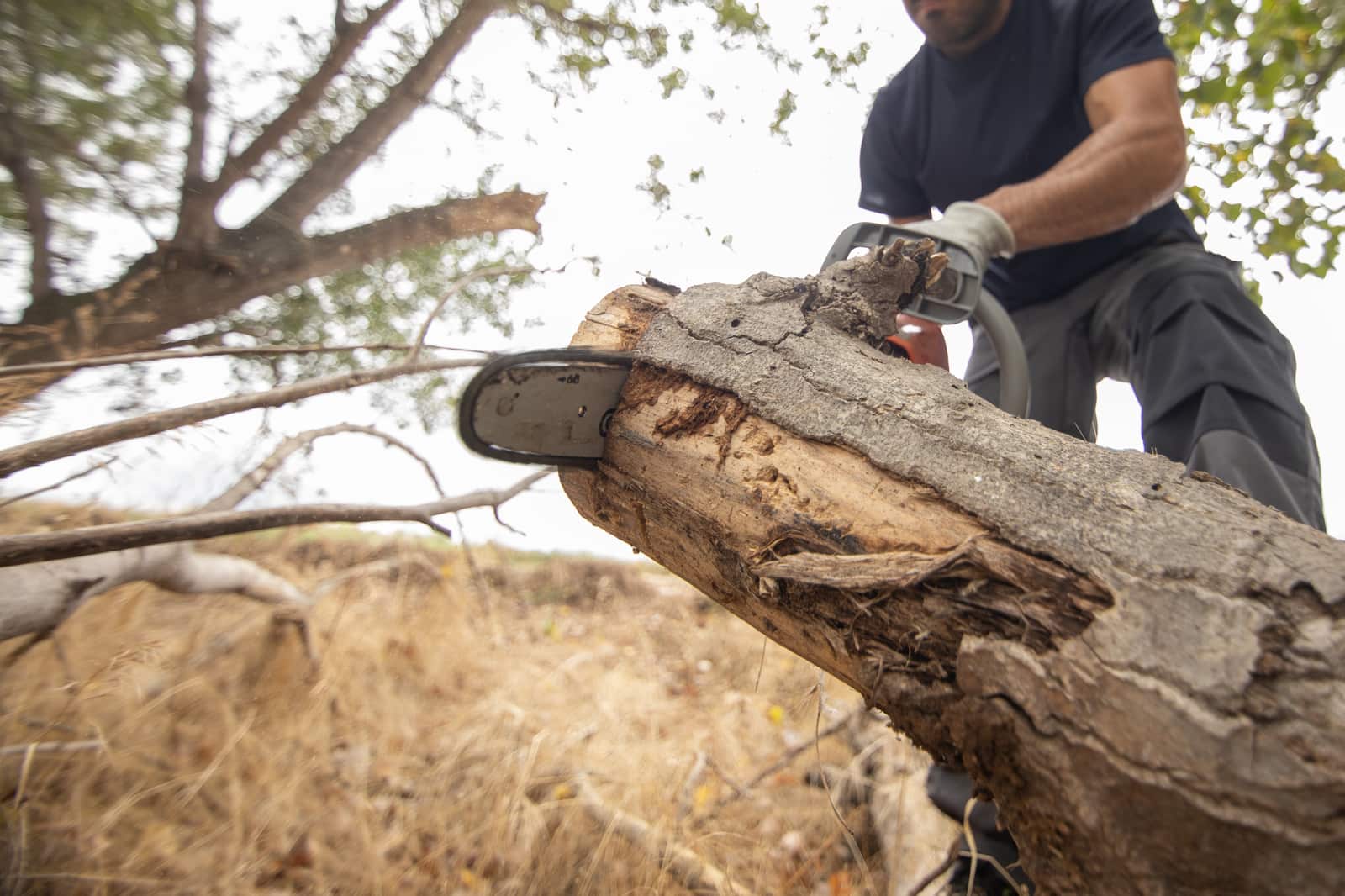 Professional tree removal in Columbia MD