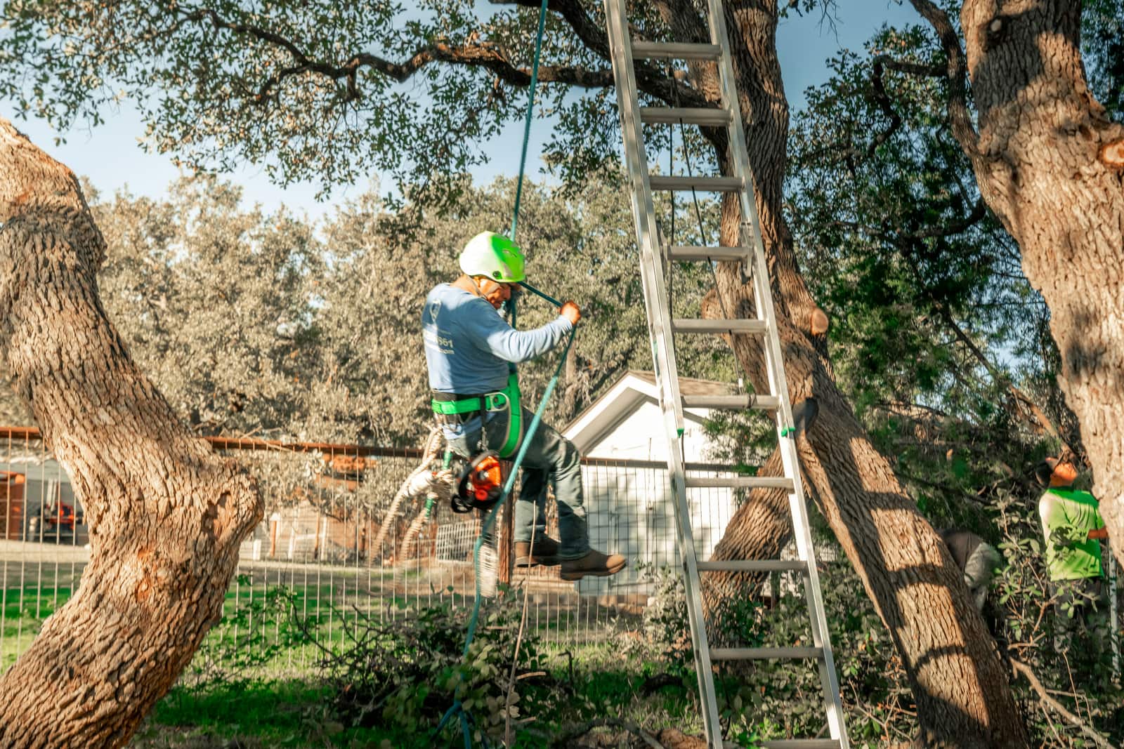Tree pruning and trimming in Montgomery County